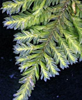 Name of common moss