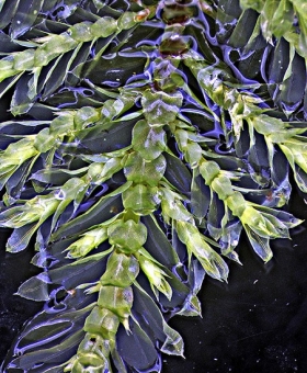 Name of common moss