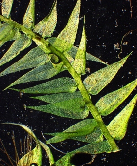 Leptodictyum riparium 508_br19-600