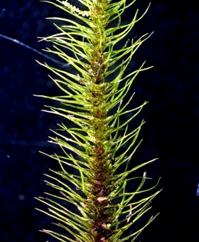Name of common moss