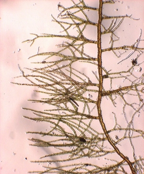 Ephemeropsis trentepohlioides 817_br23-600