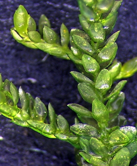 Fallaciella gracilis1614-600