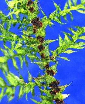Eurhynchium praelongum 784_st33-600