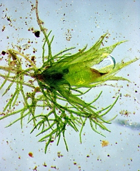 Ephemerum serratum 1847-600