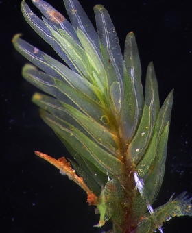 Stem with leaves