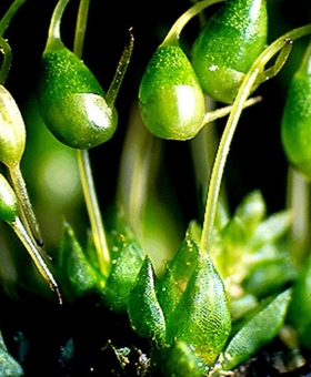 Funaria caps