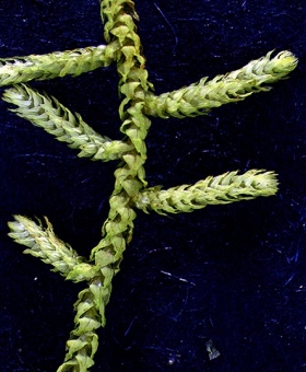 Papillaria crocea_0043_600