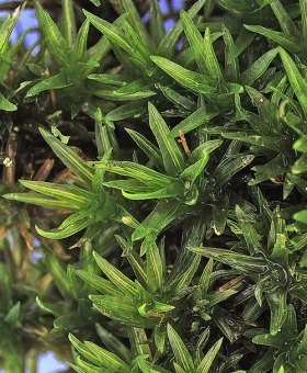 Name of common moss