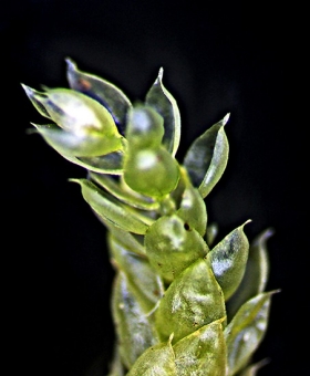 Name of common moss