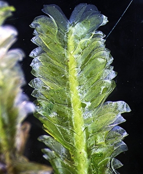 pseudotaxiphyllum423_br33(600)