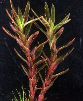 Name of common moss