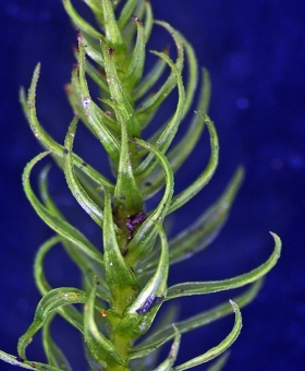 Name of common moss