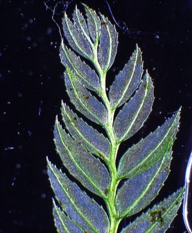 Branch with leaves