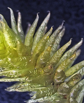 Pulchrinodus inflatus