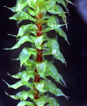 Name of common moss