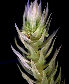 Name of common moss