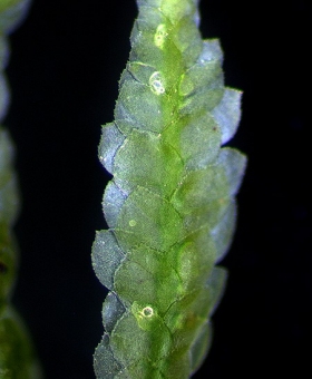 Name of common moss