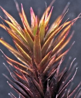 Name of common moss