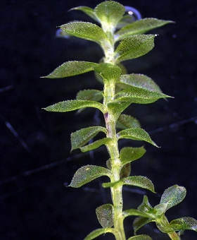 Name of common moss