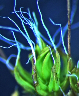 Tortula muralis