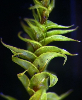 Triquetrella papillata 916_st36-600