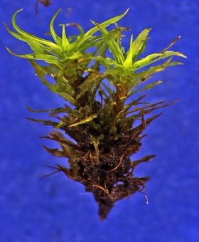 Name of common moss