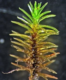 Tridontium tasmanicum 644_stem16-600