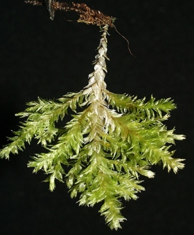 Name of common moss