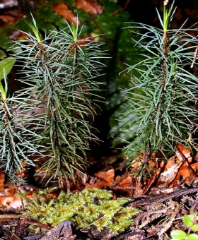 Name of common moss