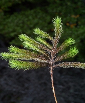 Name of common moss