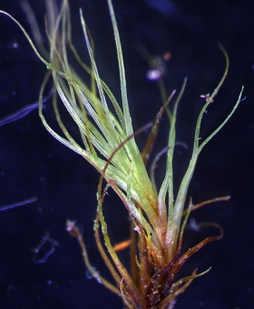 Name of common moss
