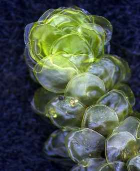 Distichophyllum pulchellum 1-1380-600