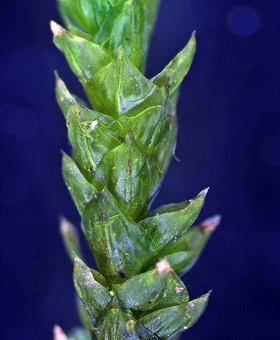 Name of common moss