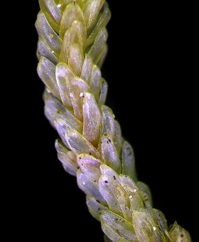 Dichelodontium  nitidum 820_br2-600