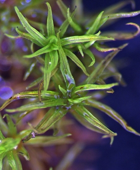 Didymodon australasiae 530_plt26-600