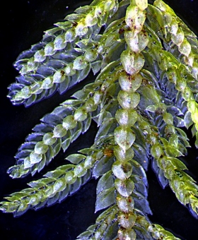Name of common moss