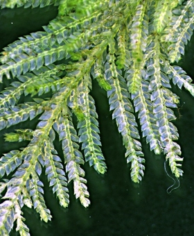 Name of common moss
