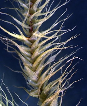 Name of common moss