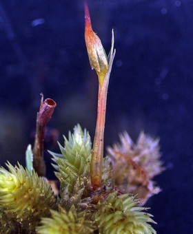 Name of common moss
