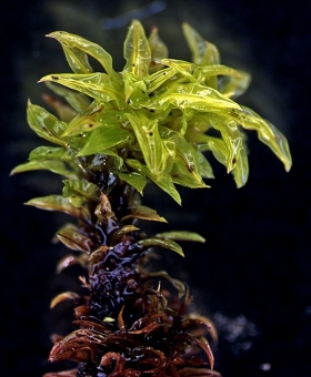 Name of common moss