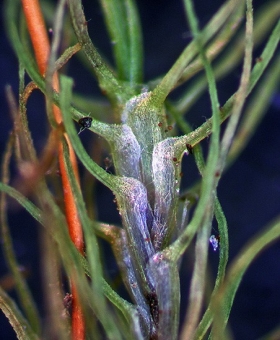 Bartramia_papillata 872_st23-600