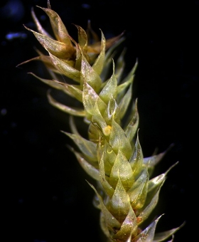 Name of common moss