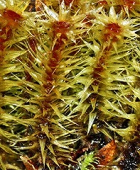 Name of common moss