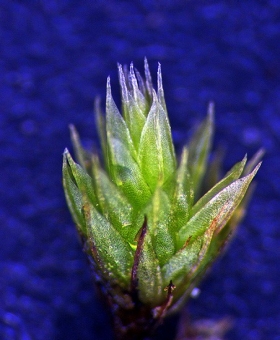 Name of common moss