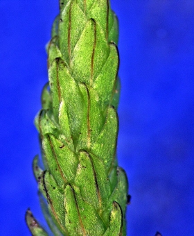 Name of common moss