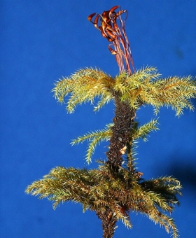 Name of common moss