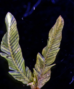 Name of common moss