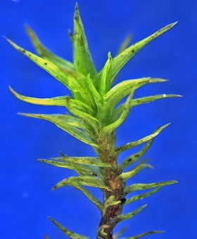 Orthotrichum sp  827_br2-600