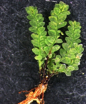 Plant with several shoots