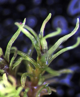 Name of common moss
